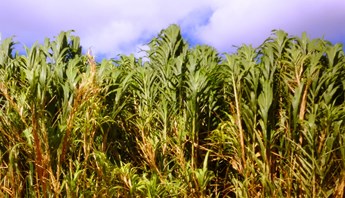 field